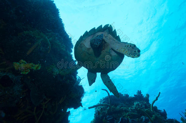 在墨西哥穆杰雷斯岛和海龟一起潜水