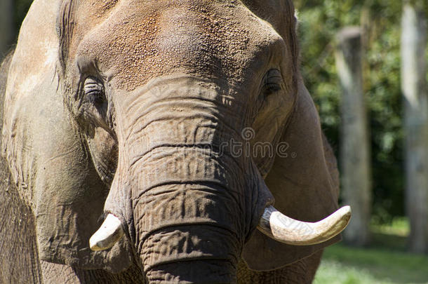 亚洲象特写-厚皮动物