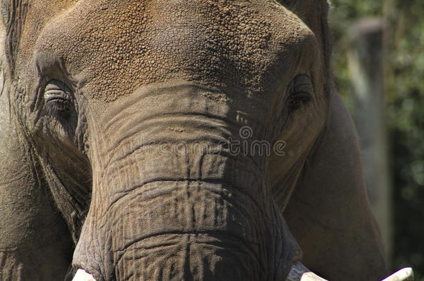 成熟亚洲象脸-厚皮动物