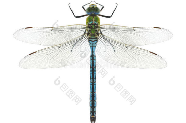 蜻蜓anax皇帝（男）蓝色皇帝