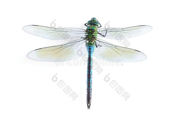 蜻蜓anax皇帝（女）蓝色皇帝