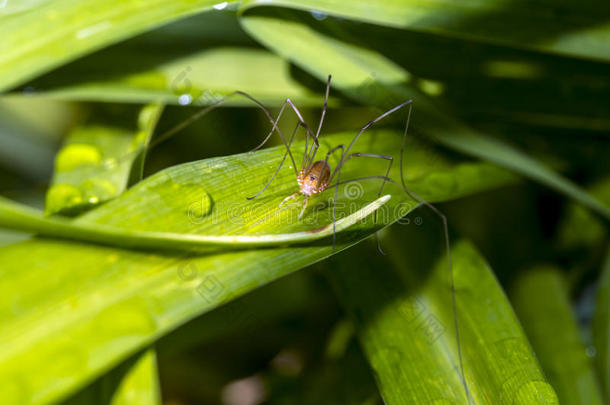 蜘蛛科，俗称地窖蜘蛛，是蜘蛛科