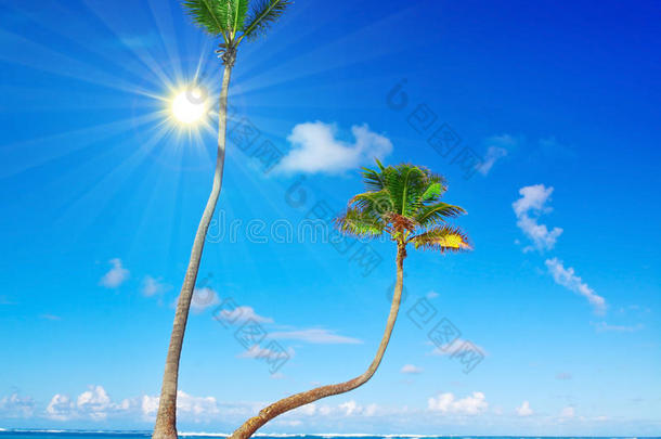加勒比海<strong>梦幻</strong>海滩和棕榈<strong>树</strong>。