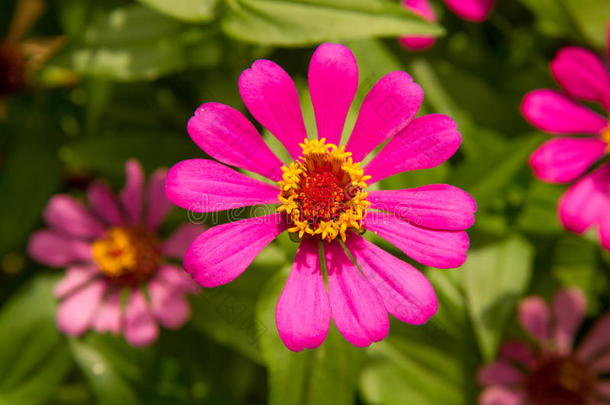 近距离观赏花园里的<strong>百日</strong>葵花或紫花<strong>百日</strong>葵