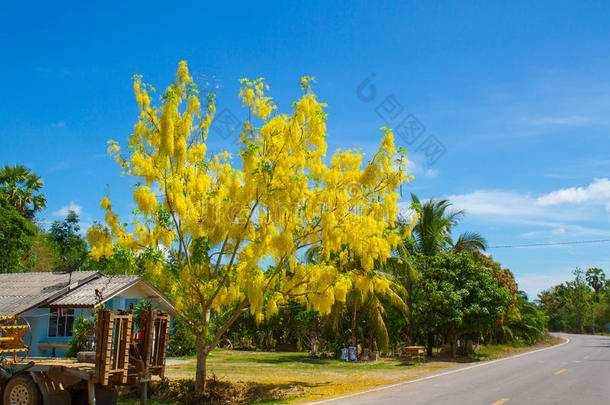 泰国国家艺术金树花