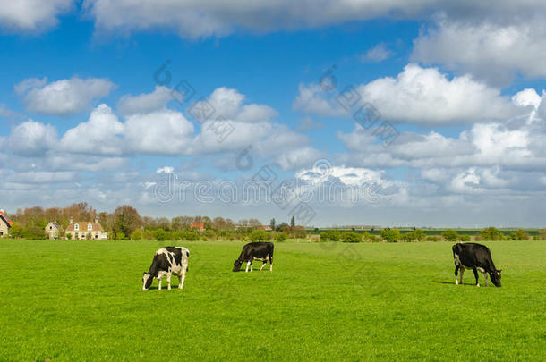 春天有绿色草地的荷兰奶牛