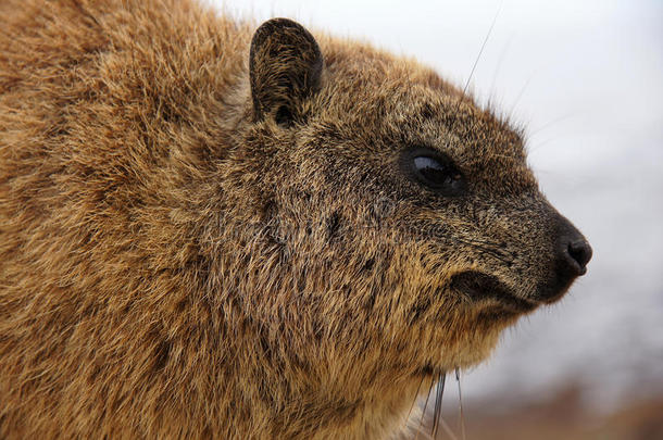 达西-产于南非的棕色毛茸茸的动物
