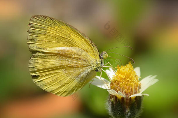 花上的黄蝴蝶