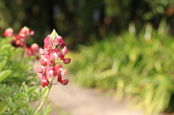 红色有白花，羽扇<strong>豆花</strong>