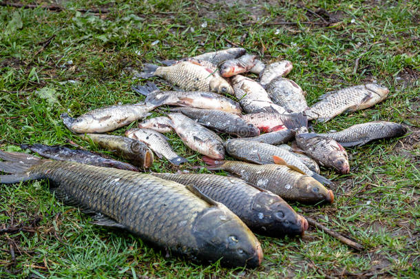 背景淡水鱼在河中捕获鲤鱼、鲤鱼和中华鲟