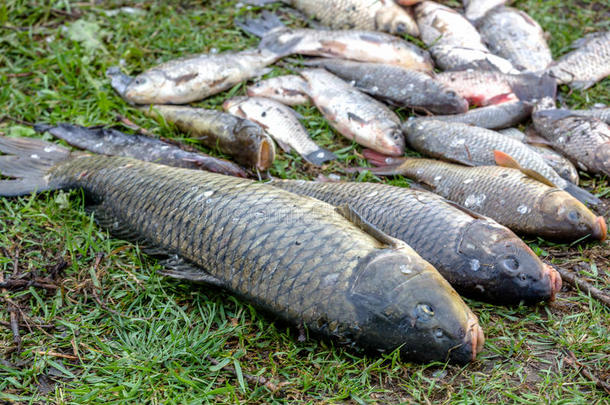 背景淡水鱼在河中捕获鲤鱼、鲤鱼和中华鲟