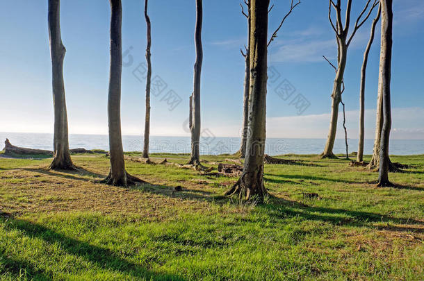海岸边的沙滩树