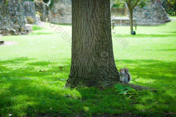 树下的松鼠，埋葬圣埃德蒙兹，修道院花园，英国