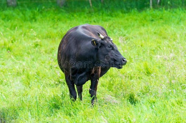 青草地上的黑牛