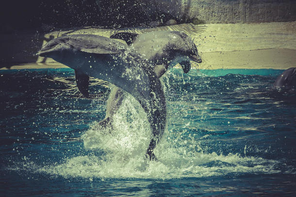 海豚在海里跳出水面