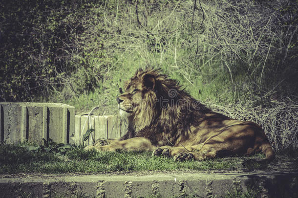 狮子，豹狮子，雄伟的哺乳动物，野生动物的场景