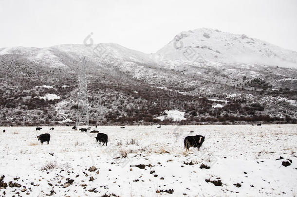 中国青藏高原与牦牛群