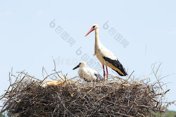 春天白鹳和她的宝宝