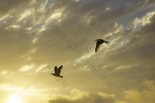 日落与海鸥