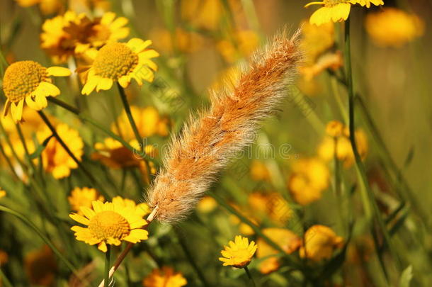 花丛中的麦秆