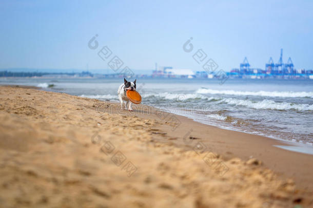海滩上的法国斗牛犬