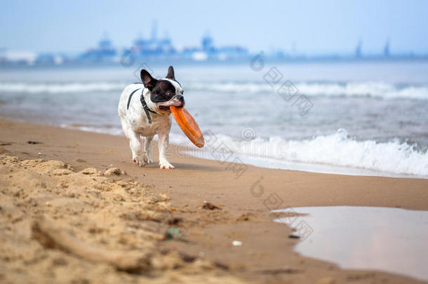 海滩上的法国斗牛犬