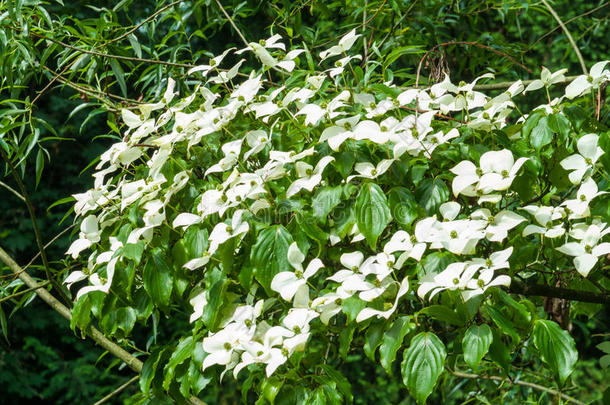 山茱萸，山茱萸，具花序