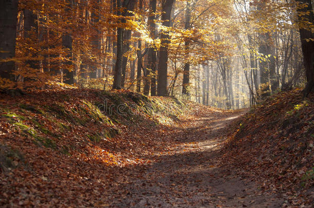 森林里的秋晓。秋天公园或森林里早晨的阳光或光线