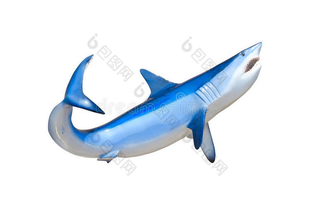 露出牙齿的mako鲨鱼孤立地游动