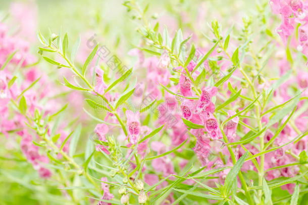 金鱼草、金鱼草或龙花