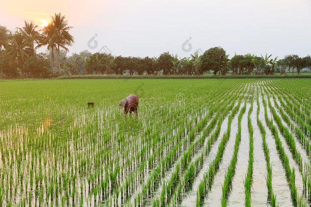 农民正在种水稻