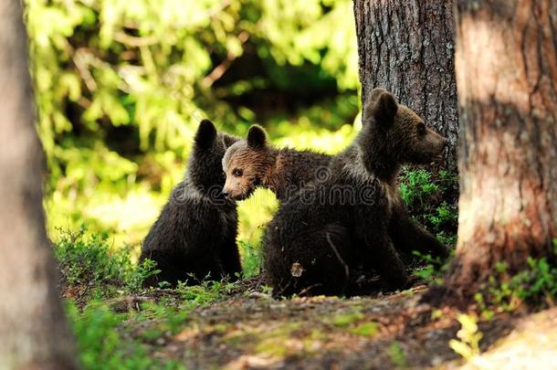 森林里的棕熊幼仔