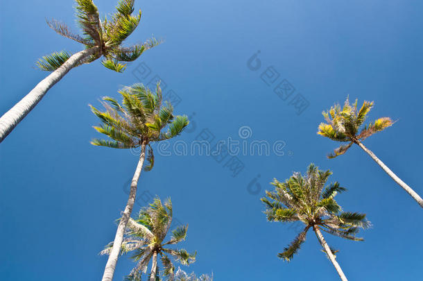 蓝天上的椰子棕榈