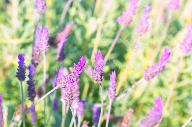 紫色薰衣草花——夏日夕阳