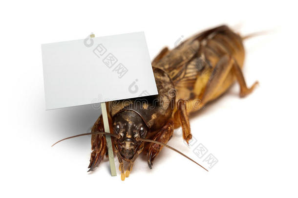一只蟋蟀拿着空白的牌子