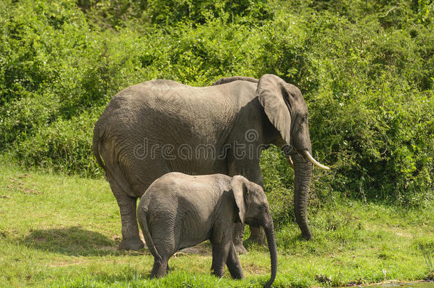 小象妈妈和小象在河边