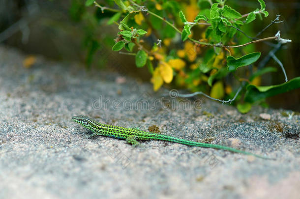绿色小蜥蜴