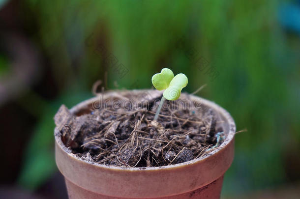 芝麻种子在小锅里发芽