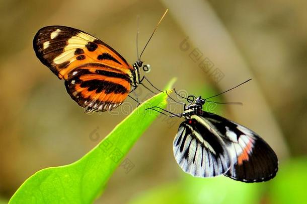 heliconian和ismenius蝴蝶对峙