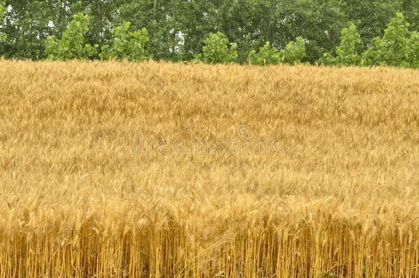 小麦黄了，等着丰收。