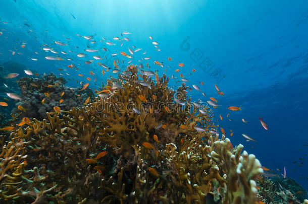 火珊瑚与红海水生生物。