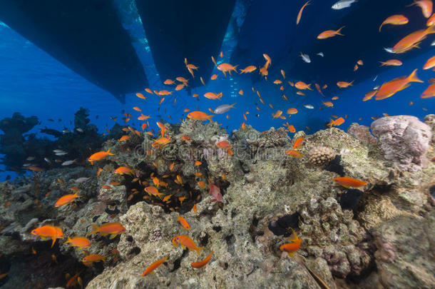 船的轮廓和红海的水生生物。