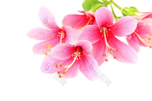 美丽的粉红色芙蓉或月季花，孤立在白色背景上