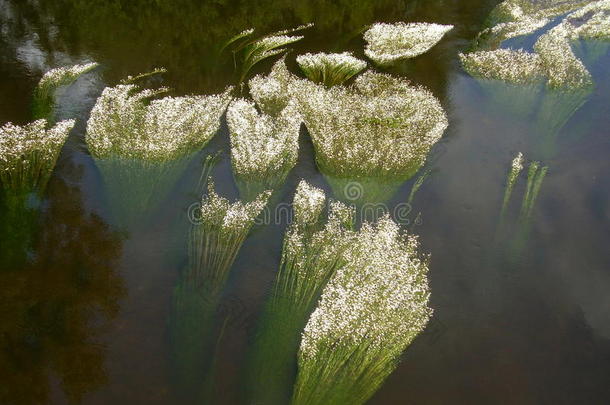 <strong>江水</strong>鸦脚