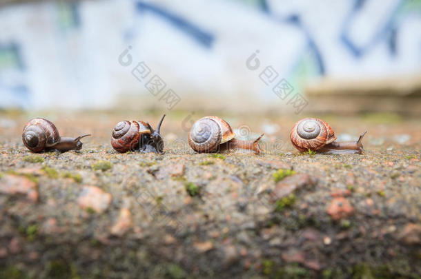 一群小蜗牛在前进
