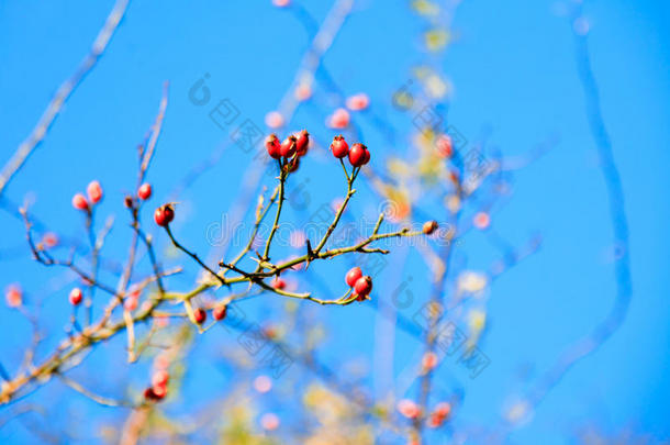 红色山楂果，健康的野生水果，蓝天