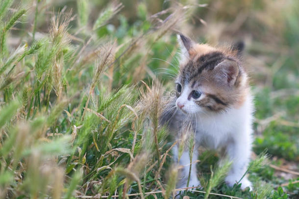 草丛中毛茸茸的小猫咪