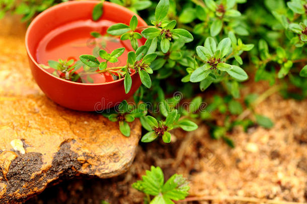 百里香花草茶。