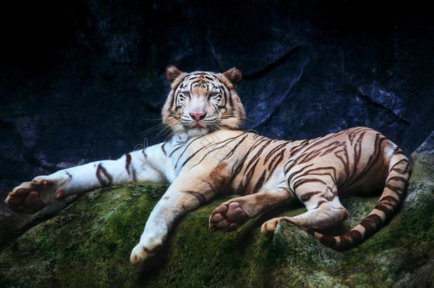 特殊颜色的老虎躺在岩石上休息，对视观看，用于野生动物的骄傲和国王