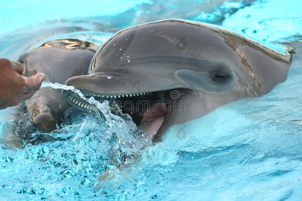 海豚和人在蓝水的水族馆里玩耍